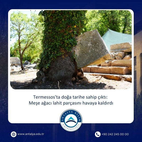 Termessos'ta doğa tarihe sahip çıktı: Meşe ağacı lahit parçasını havaya kaldırdı