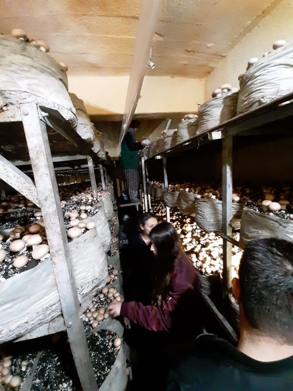 antalya-korkuteli-deki-mantar-ureticilerine-gezi5ce3a12c724f0.jpeg