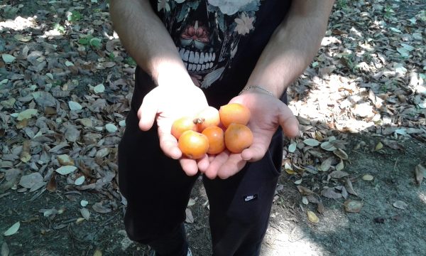 bati-akdeniz-tarimsal-arastirma-enstitusu-mudurlugu-teknik-gezisi5b0cf6eb88788.jpeg